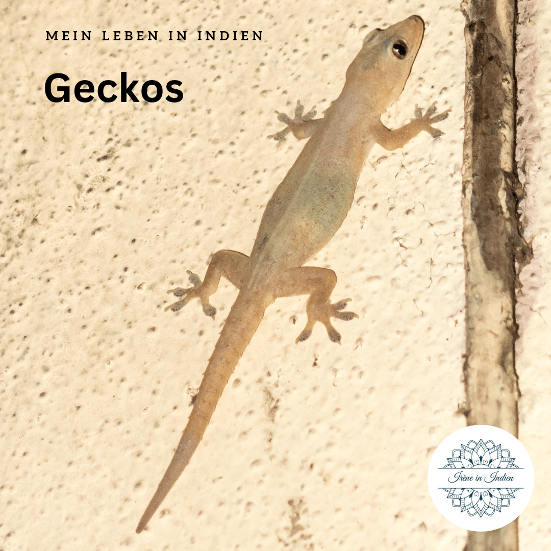 Geckos in Indien