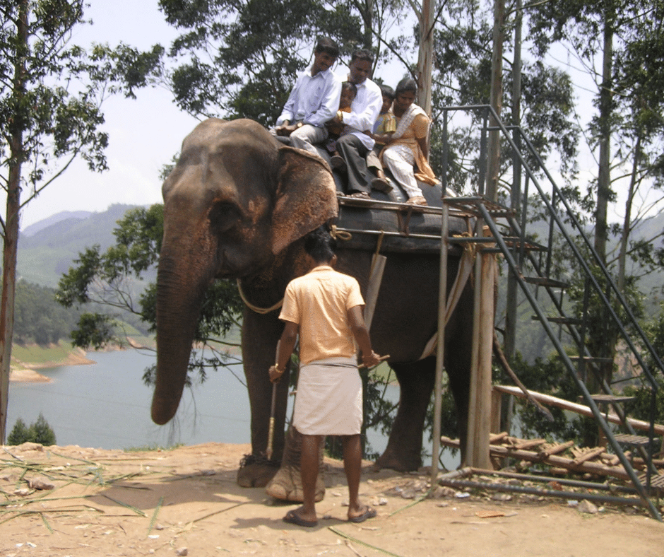 Elefanten in Indien