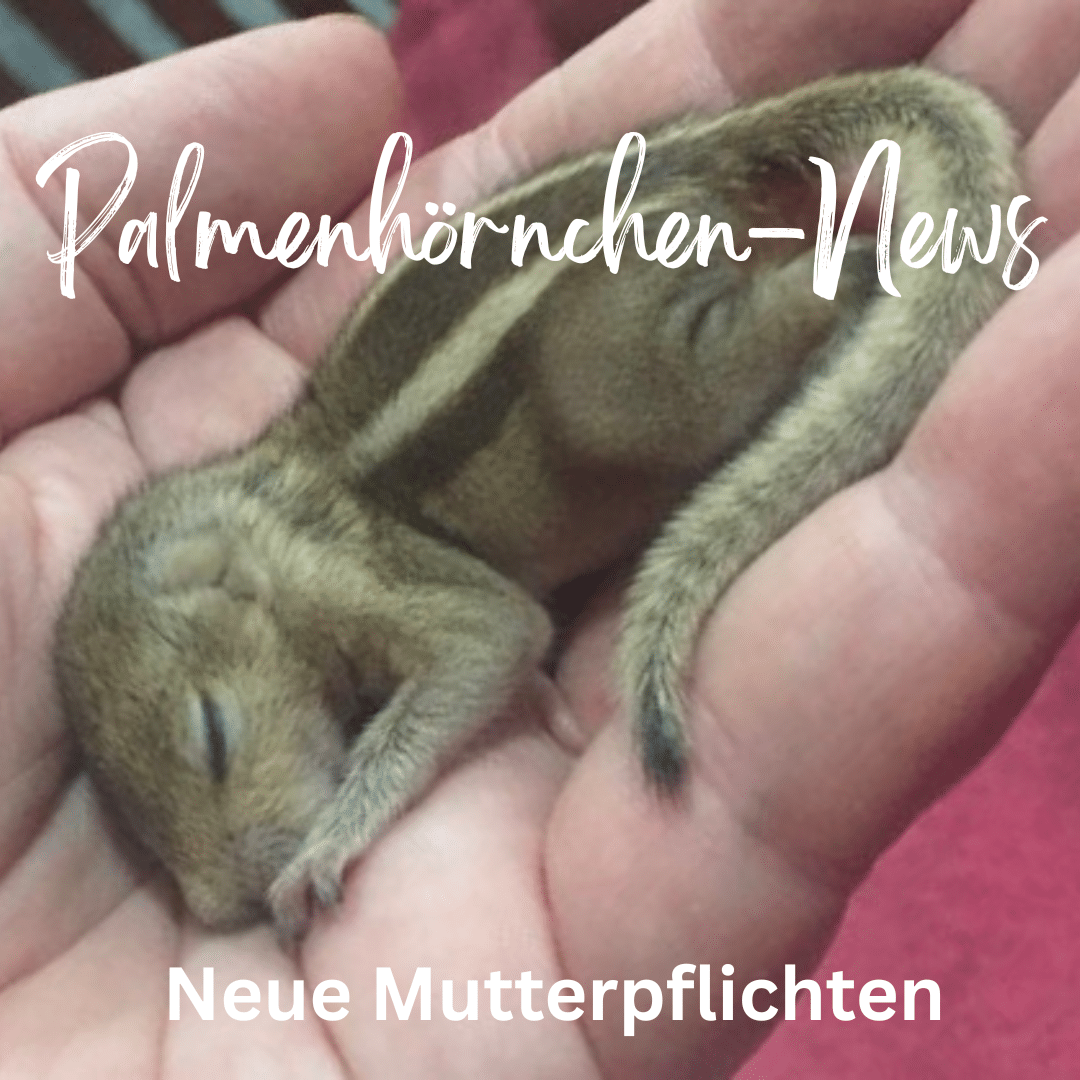 Palmenhörnchen-News