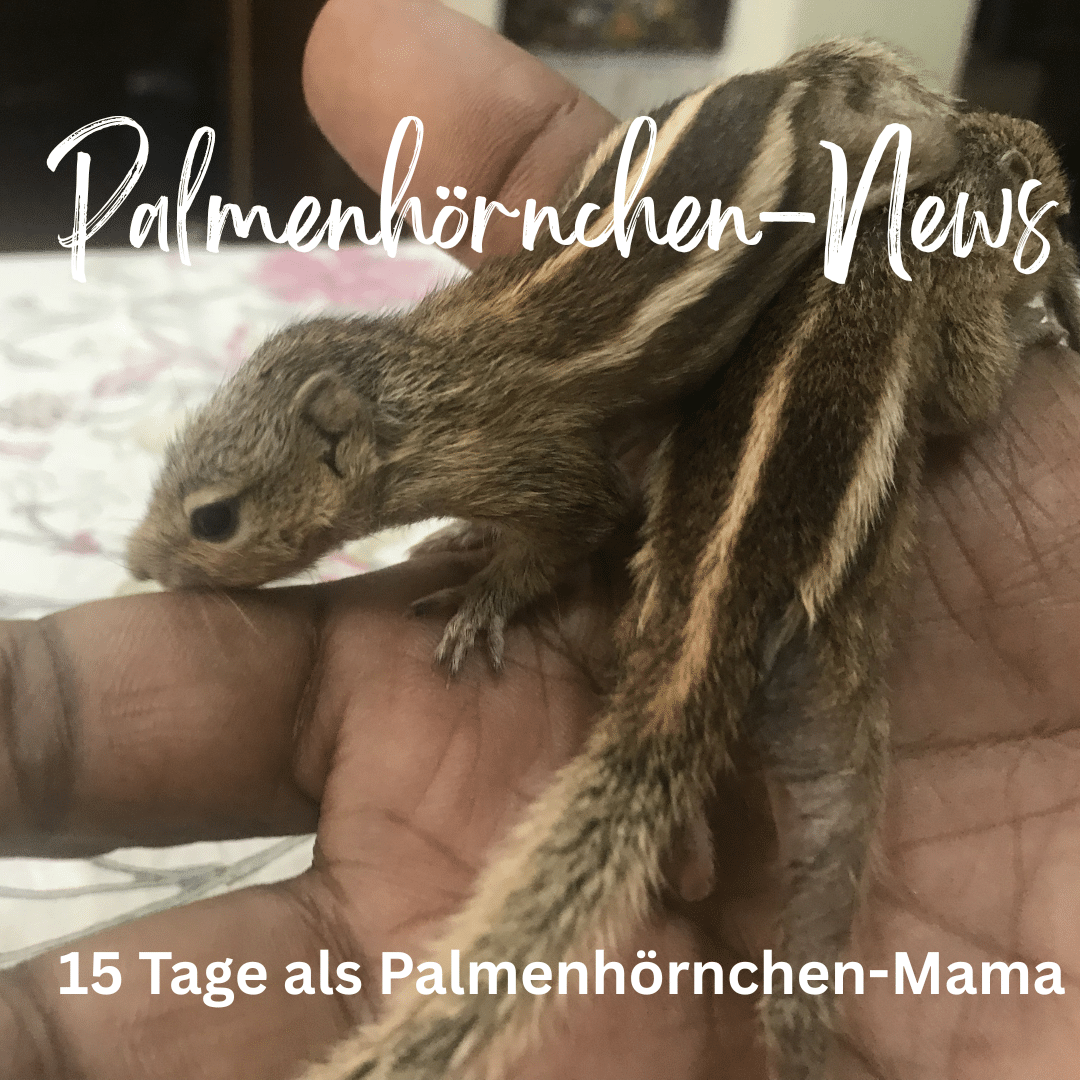 Palmenhörnchen-News 2 15 Tage als Palmenhörnchen-Mama