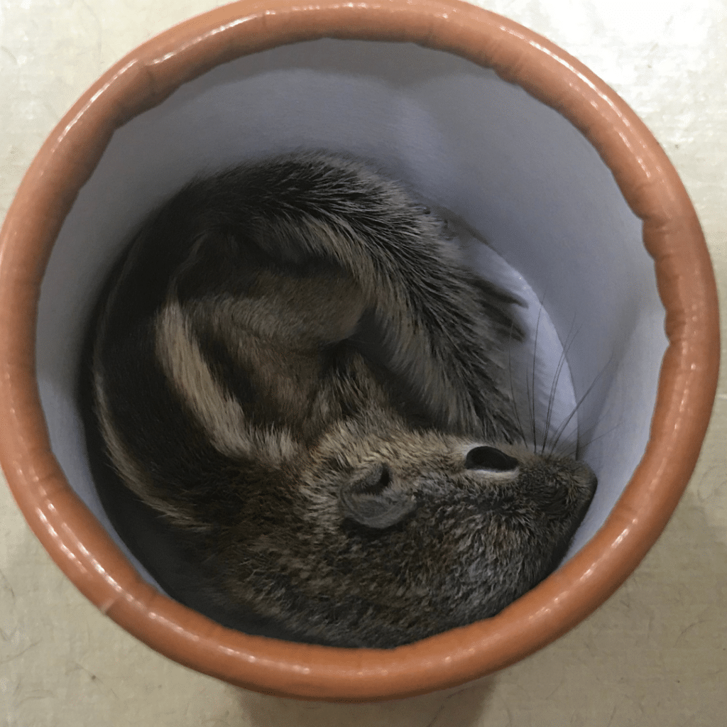 Palmenhörnchen-News, Palmenhörnchen von Hand aufziehen