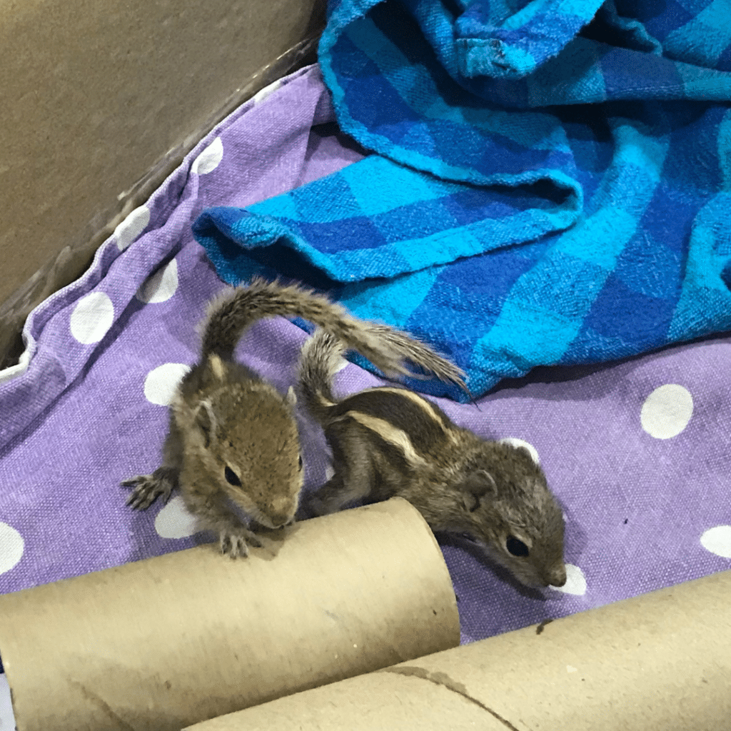 Palmenhörnchen-News, Palmenhörnchen von Hand aufziehen