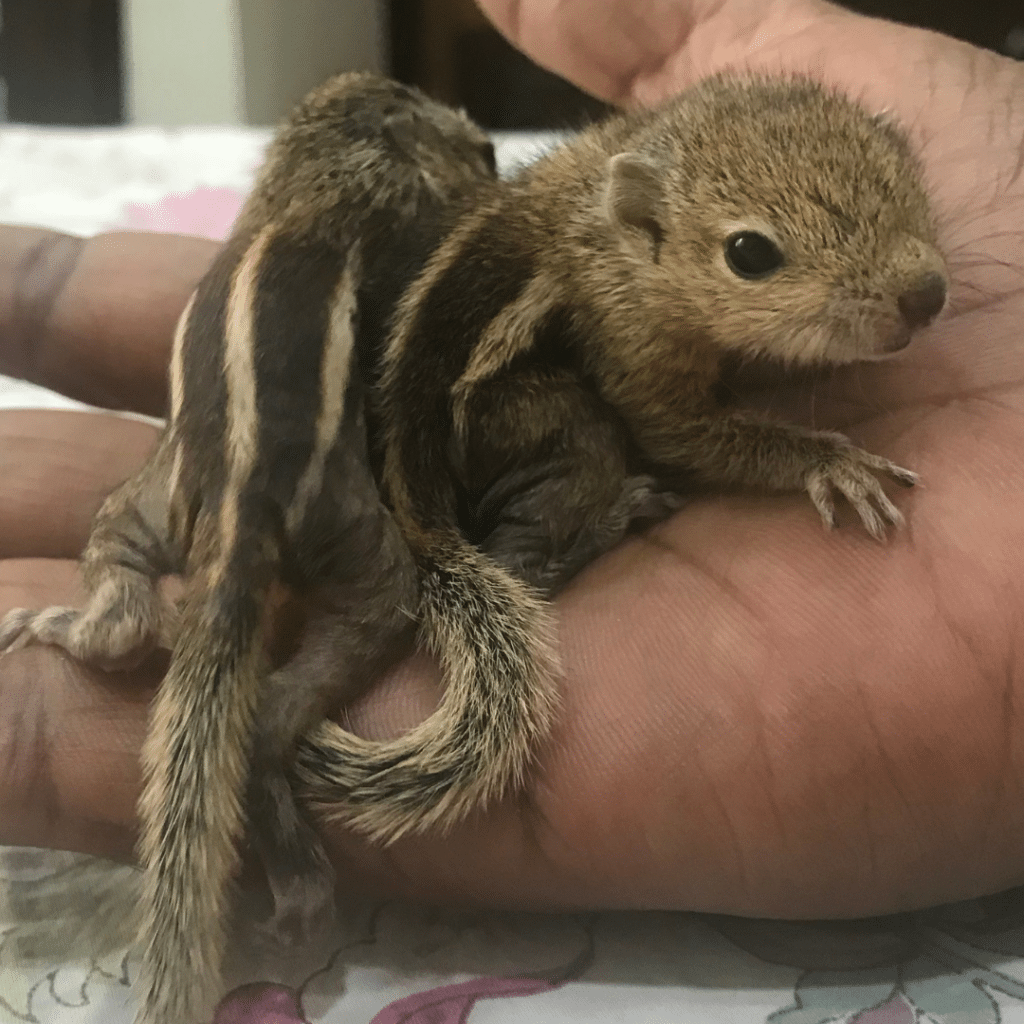 Palmenhörnchen-News, Palmenhörnchen von Hand aufziehen