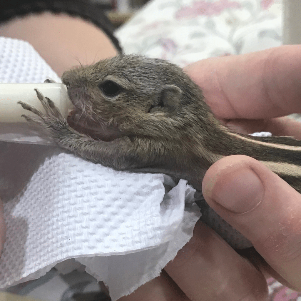 Palmenhörnchen-News, Palmenhörnchen von Hand aufziehen