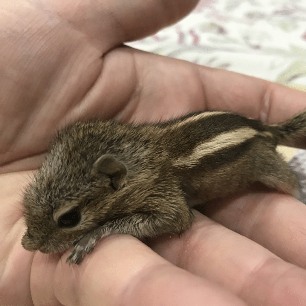 Palmenhörnchen-News, Palmenhörnchen von Hand aufziehen