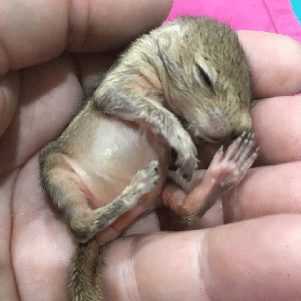 Palmenhörnchen-News