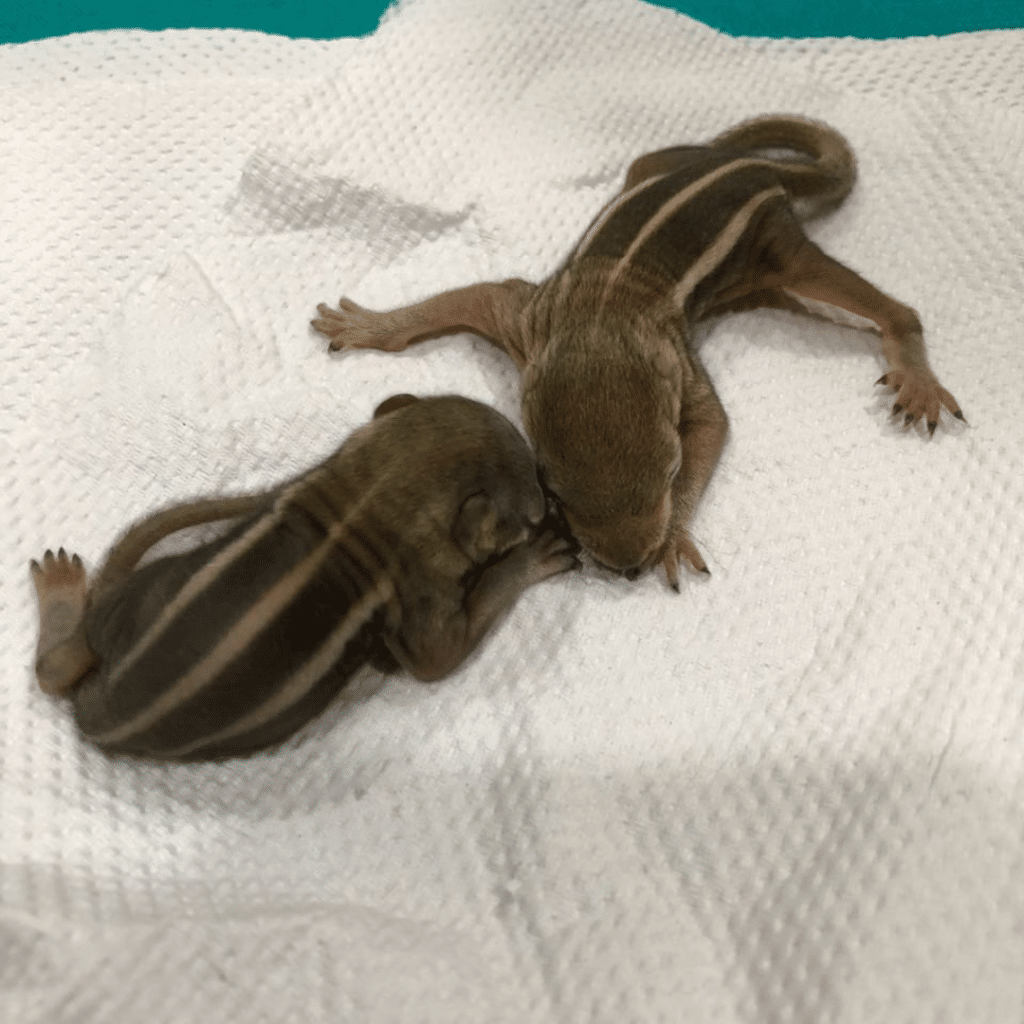 Palmenhörnchen-News