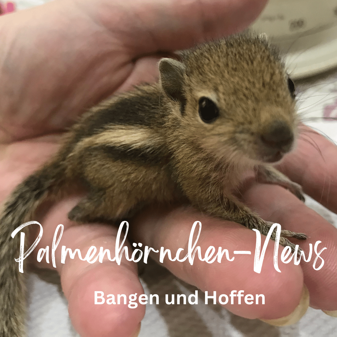 Palmenhörnchen-News 3