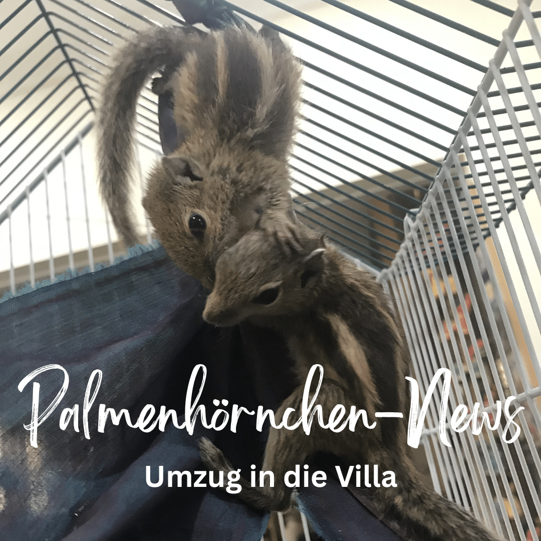 Palmenhörnchen-News 4