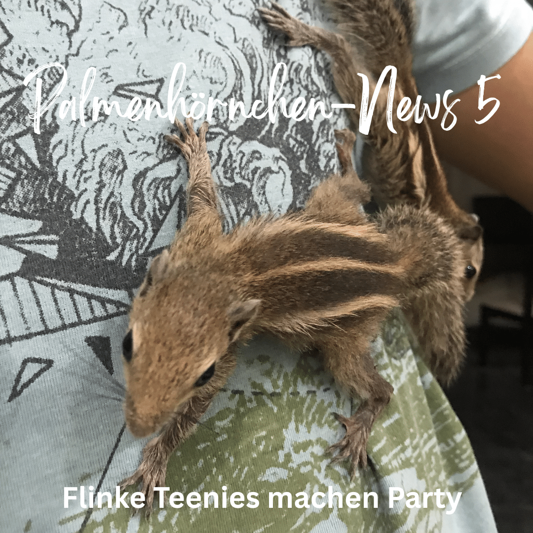Palmenhörnchen-News 5