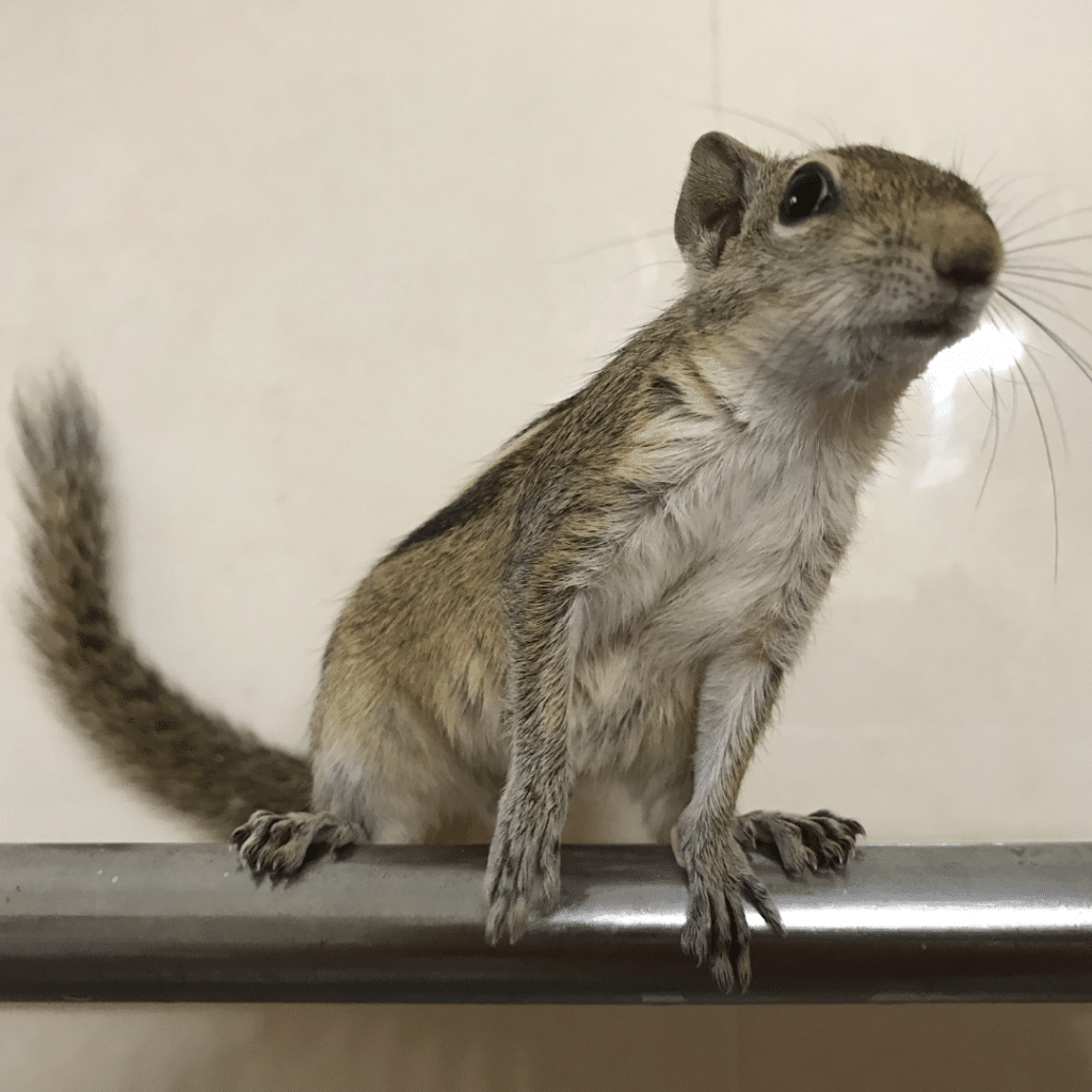 Palmenhörnchen-News, Palmenhörnchen von Hand aufziehen