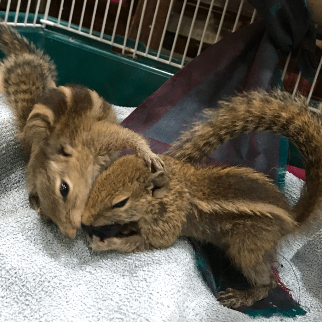 Palmenhörnchen-News, Palmenhörnchen von Hand aufziehen