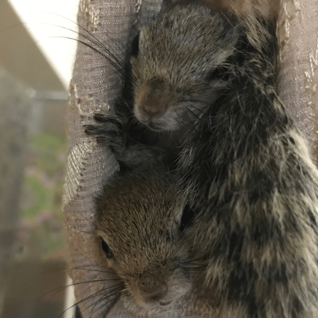 Palmenhörnchen-News, Palmenhörnchen von Hand aufziehen