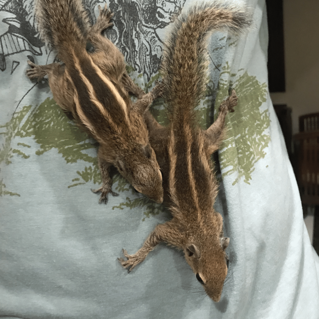 Palmenhörnchen-News, Palmenhörnchen von Hand aufziehen