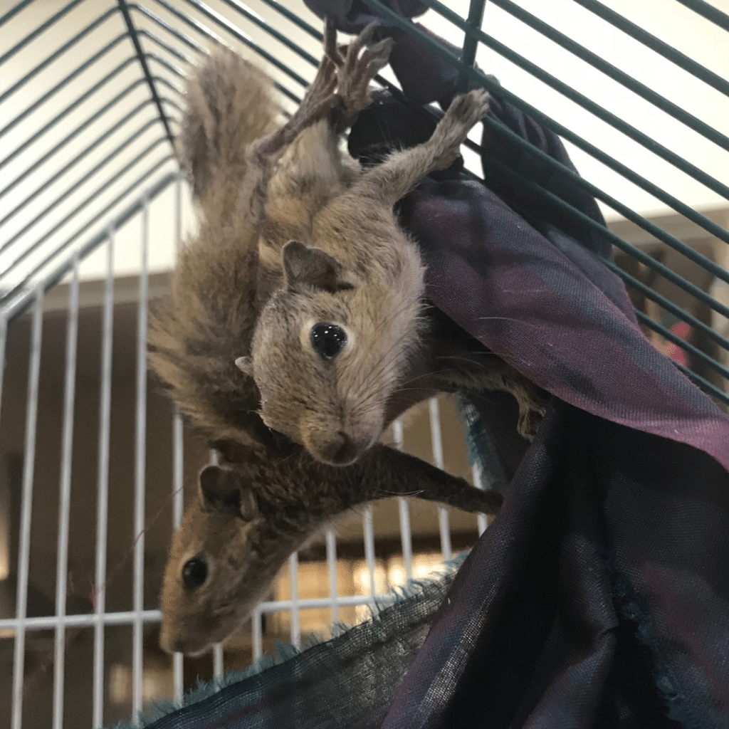 Palmenhörnchen-News, Palmenhörnchen von Hand aufziehen