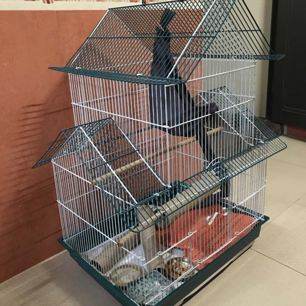 Palmenhörnchen-News, Umzug in die Käfig-Villa