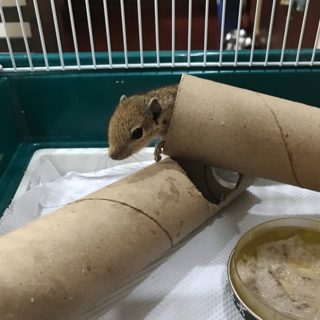 Palmenhörnchen-News, Palmenhörnchen von Hand aufziehen