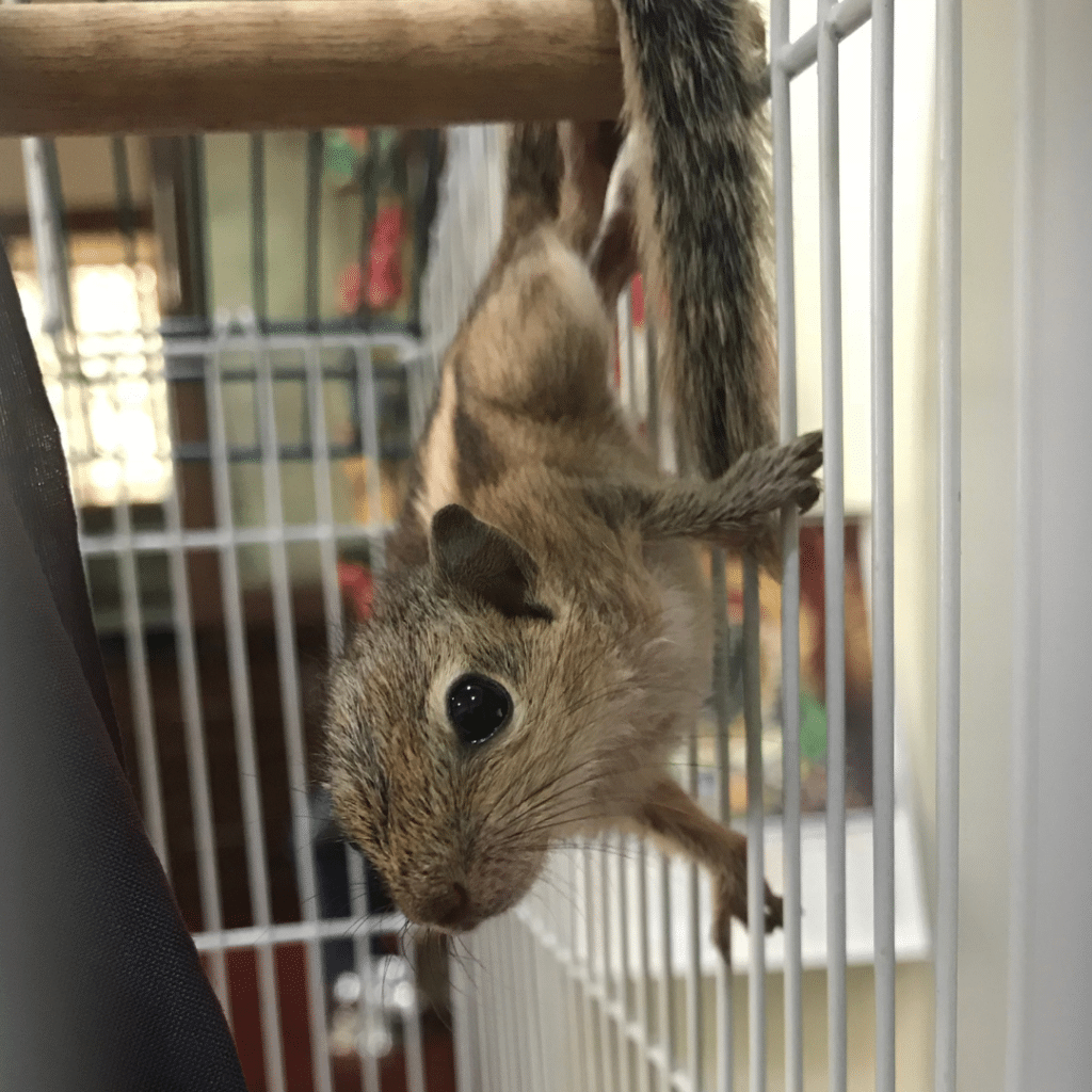 Palmenhörnchen-News, Palmenhörnchen von Hand aufziehen