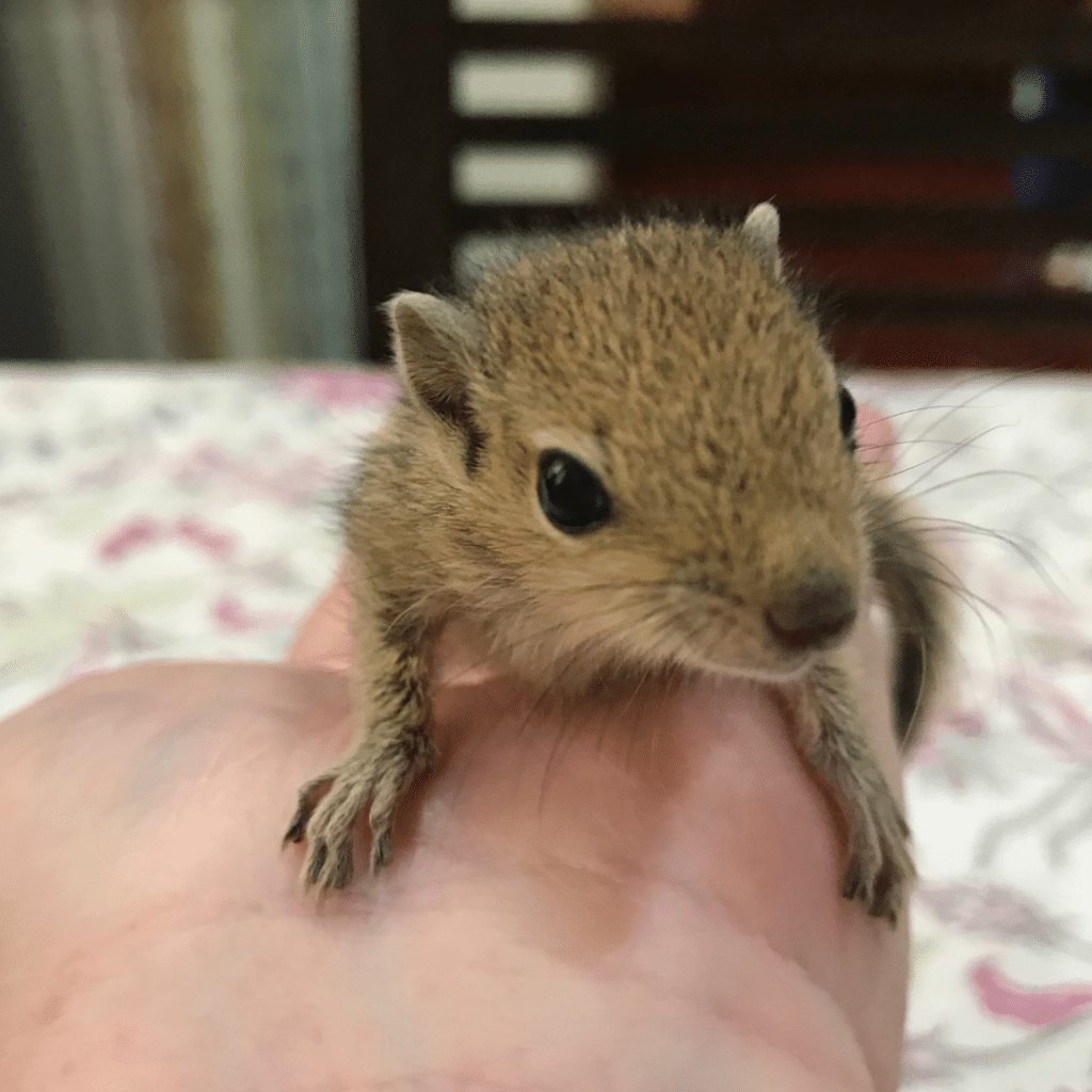 Palmenhörnchen-News, Palmenhörnchchen von Hand aufziehen