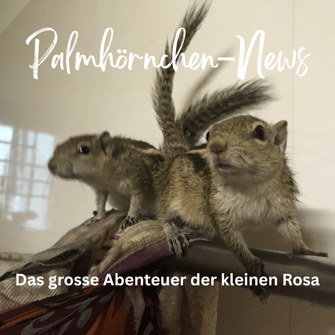 Palmhörnchen-News