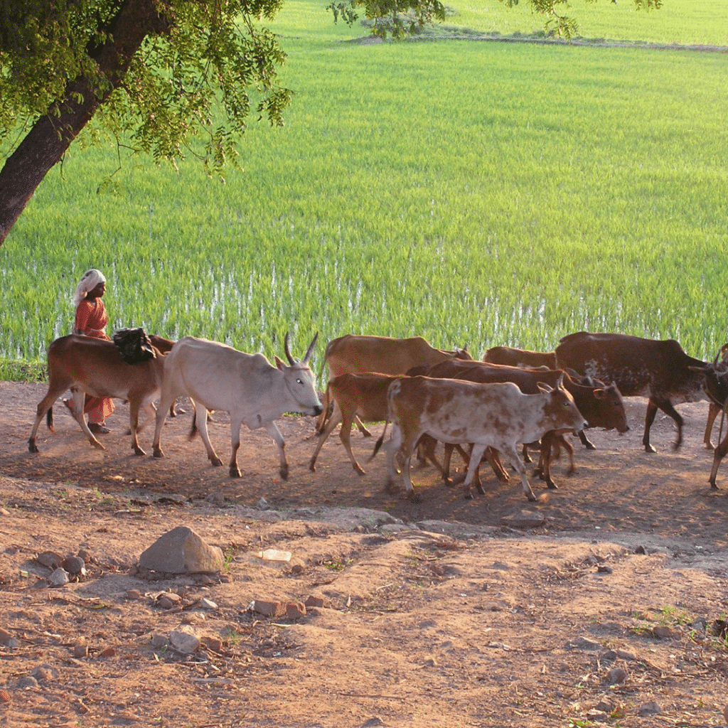 Vedanthangal Vogelnaturschutzgebiet