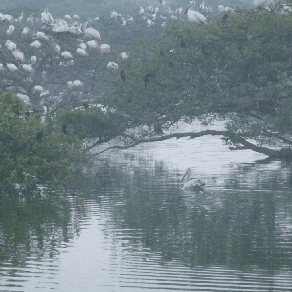 Vedanthangal Vogelnaturschutzgebiet