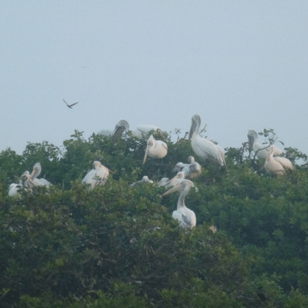 Vedanthangal Vogelnaturschutzgebiet