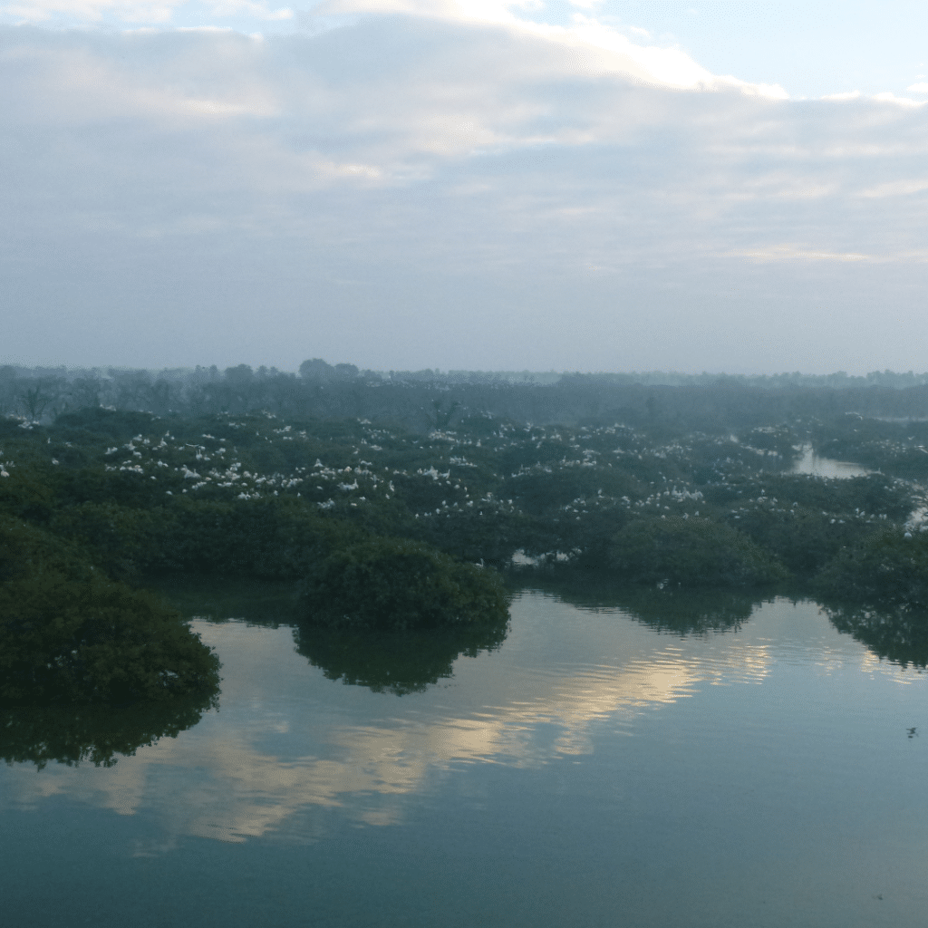 Vedanthangal Vogelnaturschutzgebiet