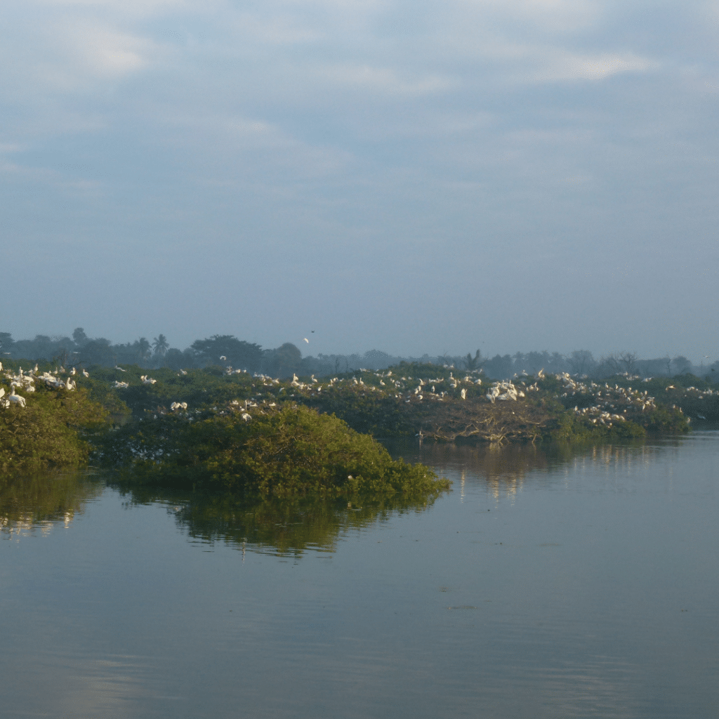 Vedanthangal Vogelnaturschutzgebiet