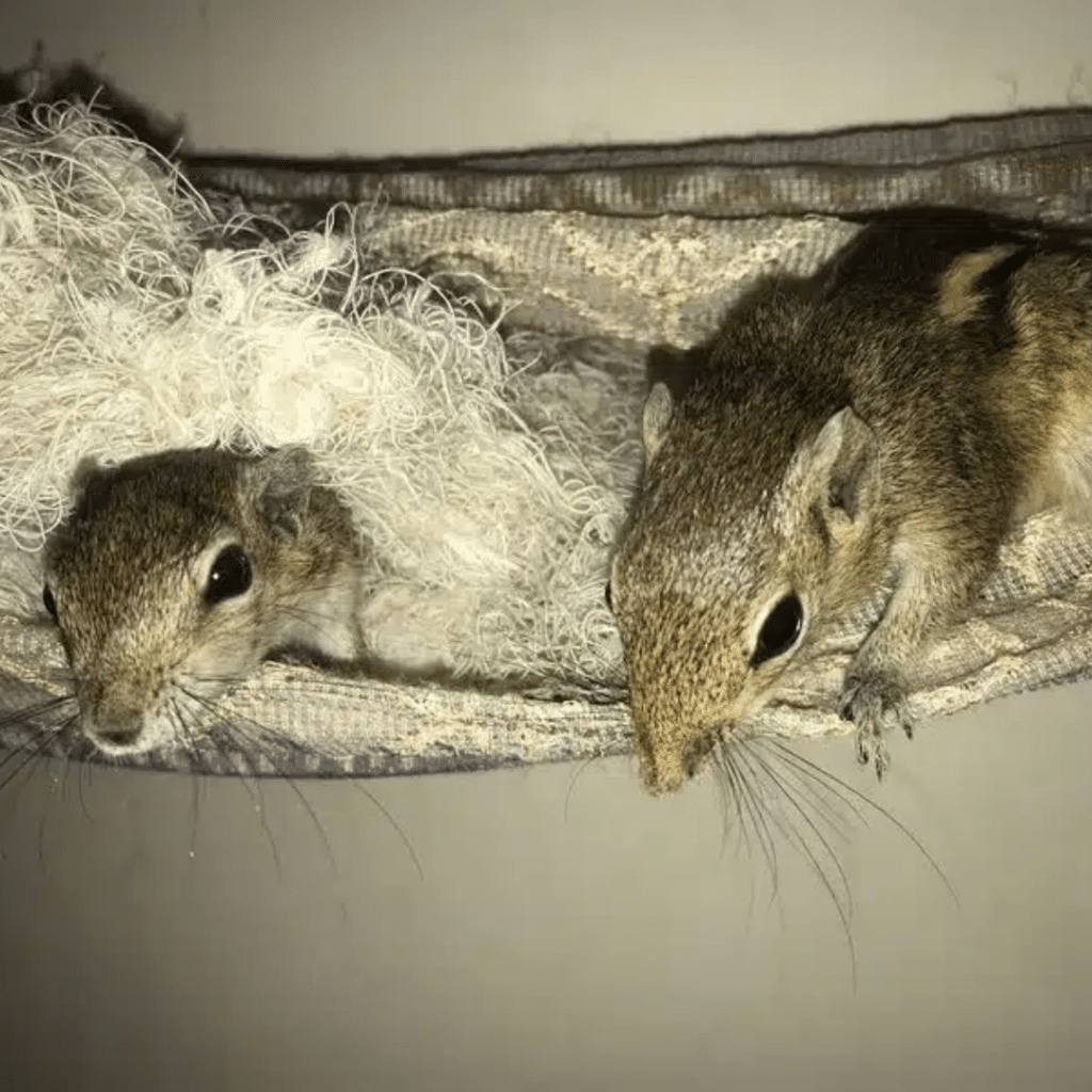 Palmhörnchen-News Speedy und Rosa