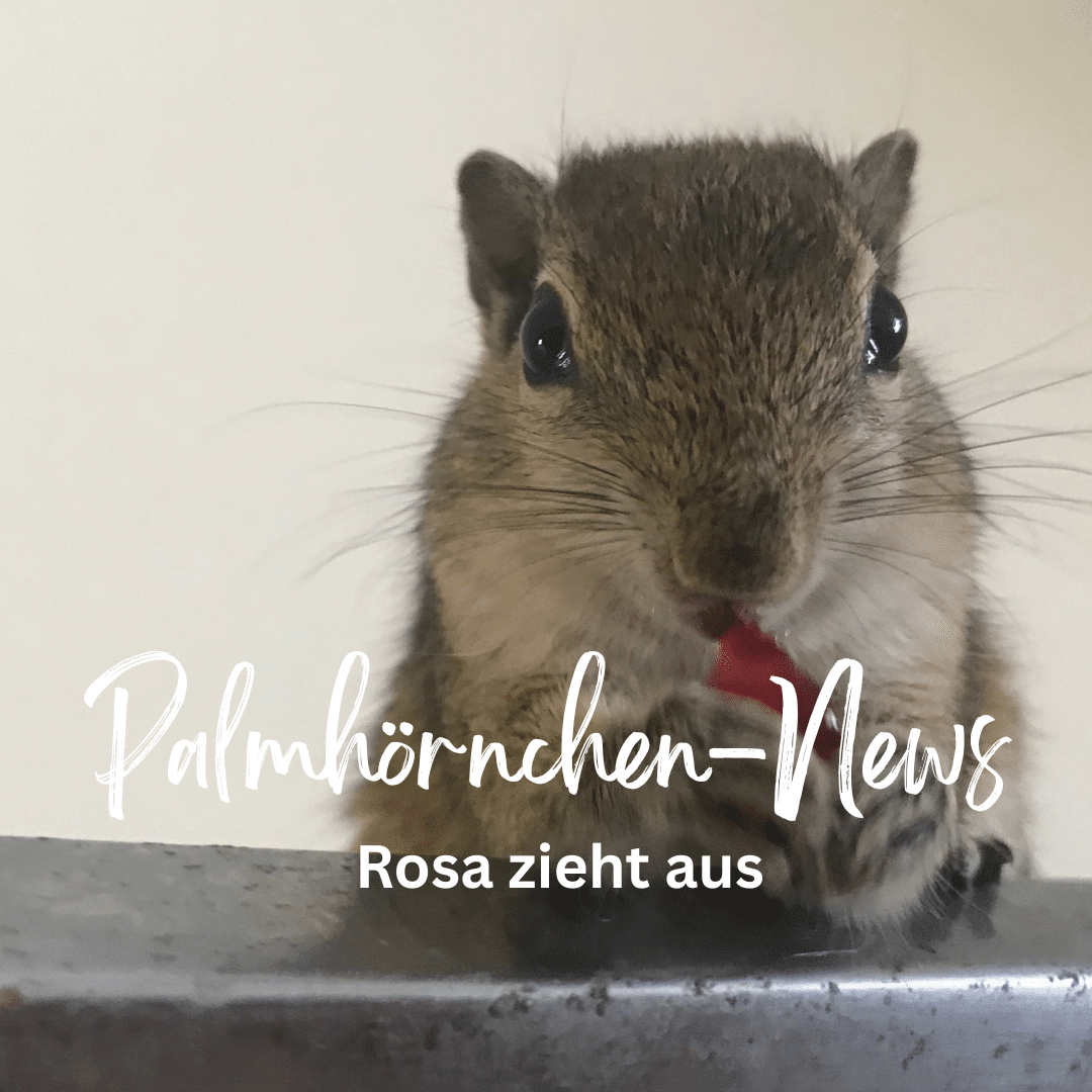 Palmhörnchen News, Teil 8