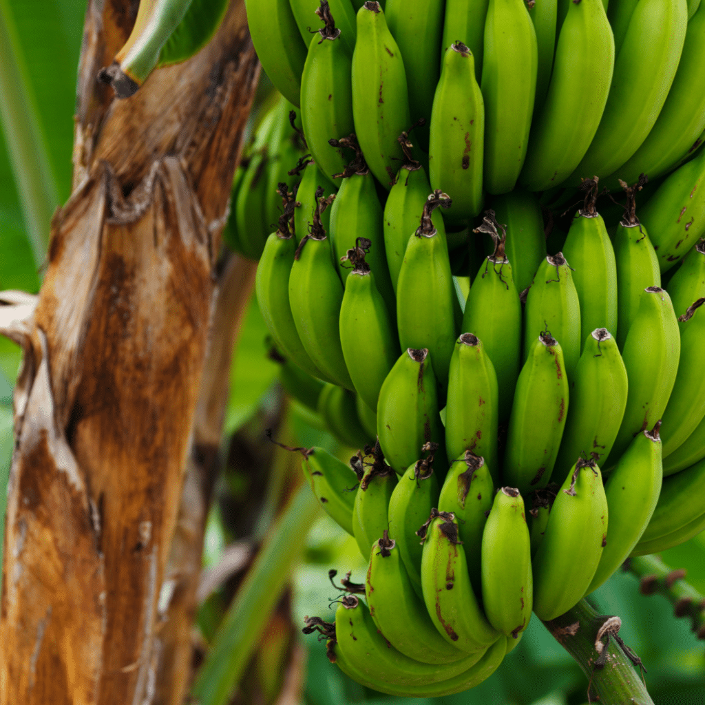 Bananen aus Indien