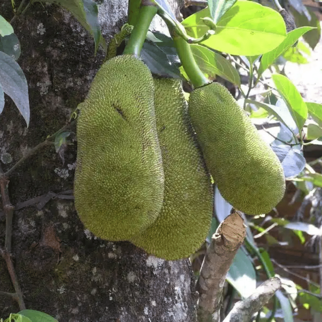 Jackfruit