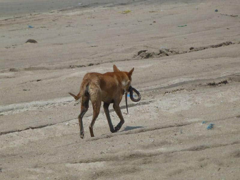 Strassenhunde in Indien