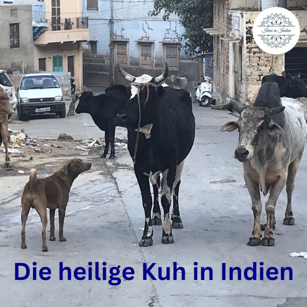 DIe heilige Kuh in Indien - die traurige Wahrheit