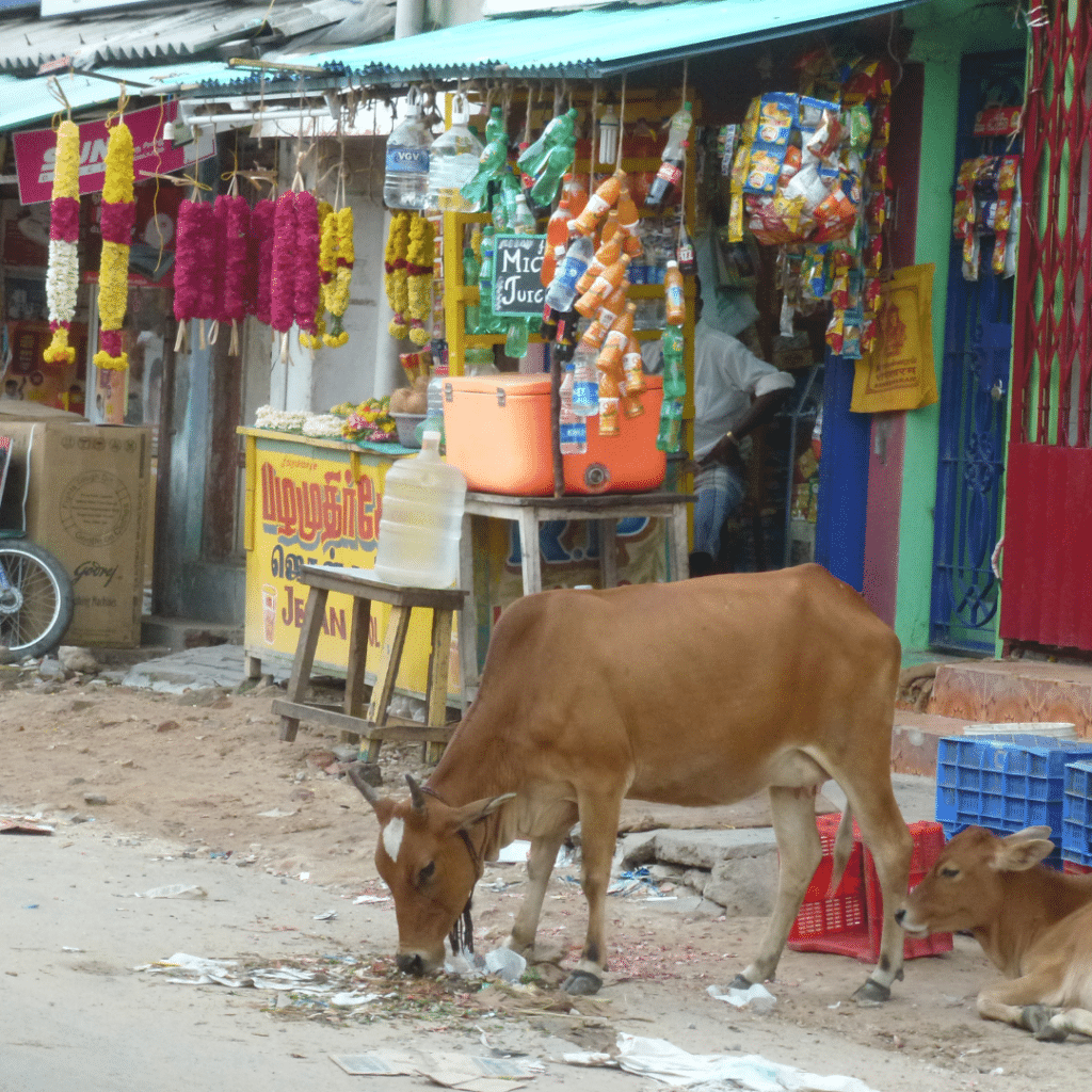 Kühe in Indien