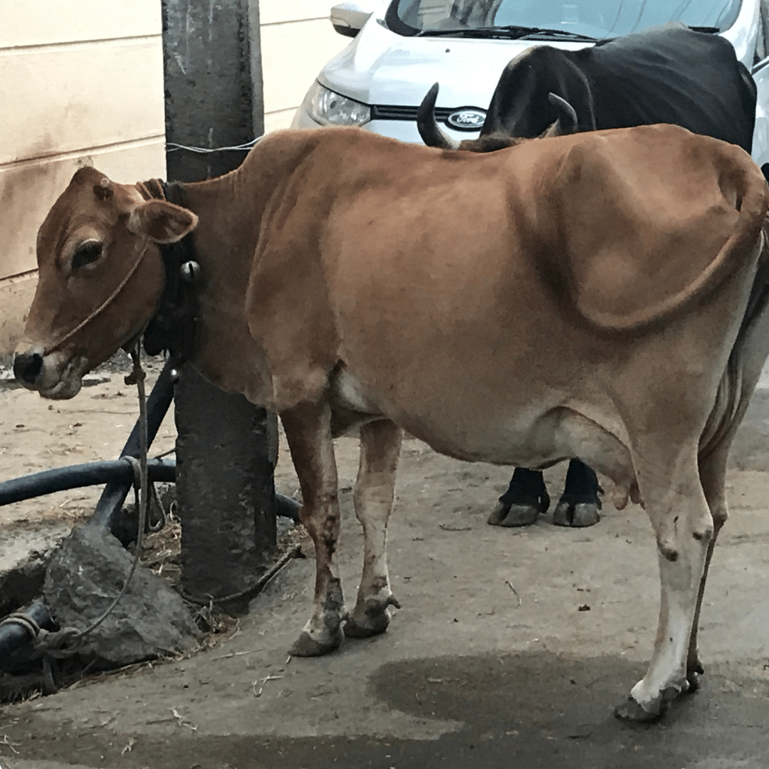 DIe heilige Kuh in Indien - die traurige Wahrheit