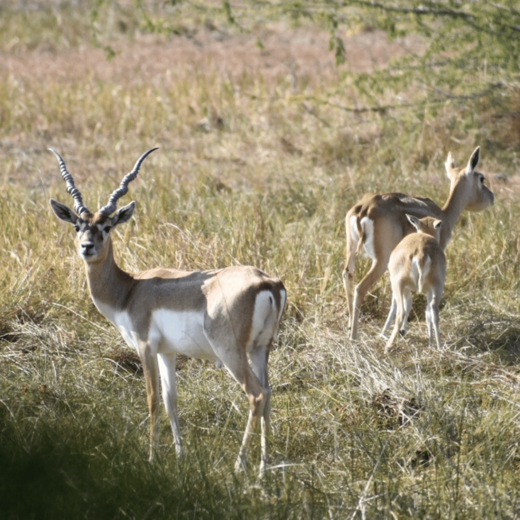 Jodhpur