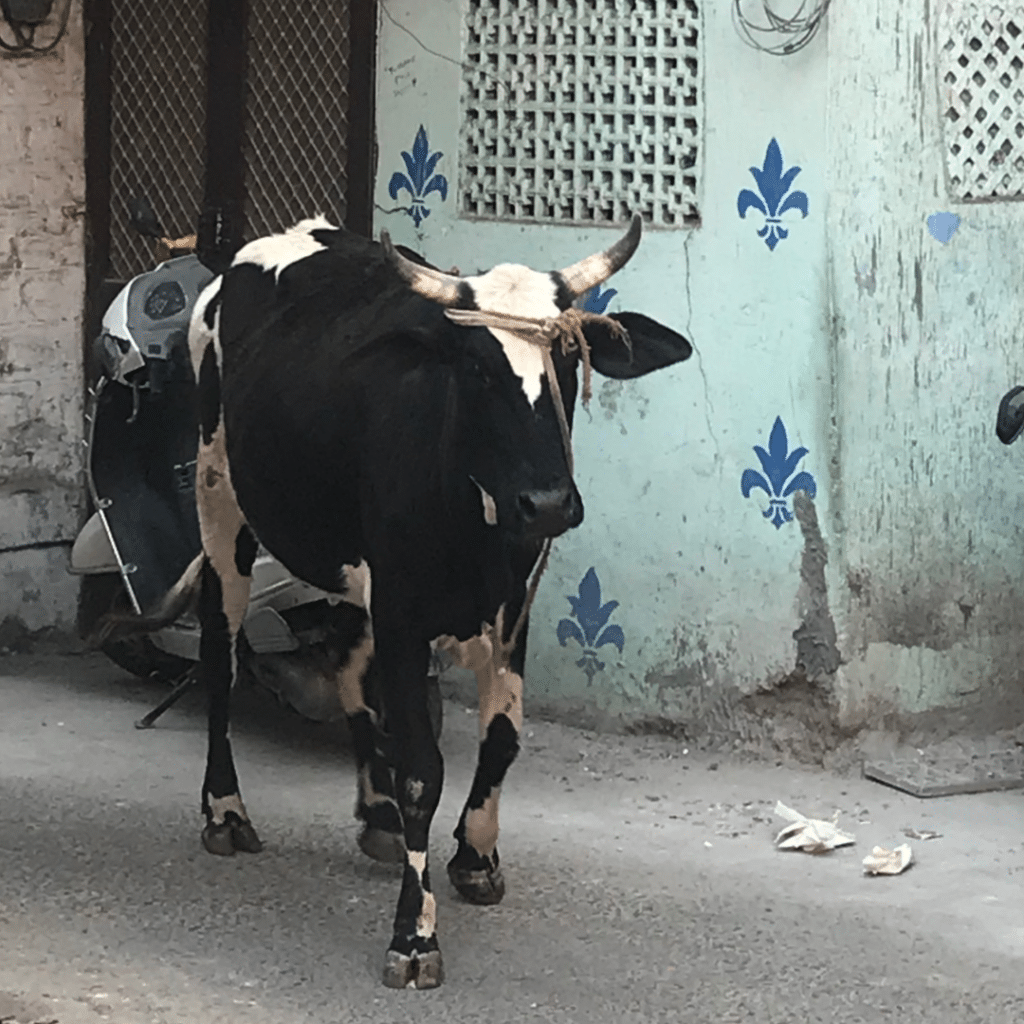 Jodhpur