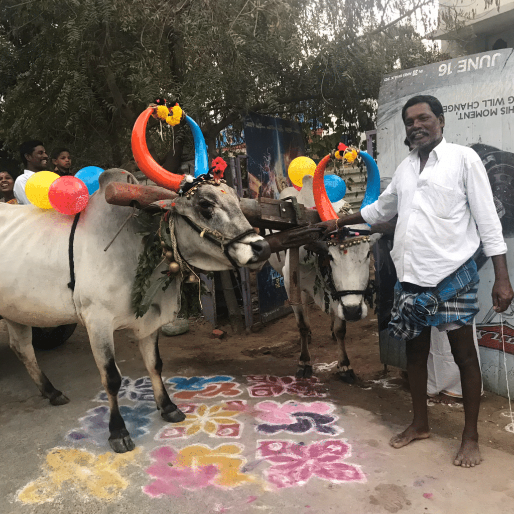 Pongal, das Erntedankfest der Tamilen
