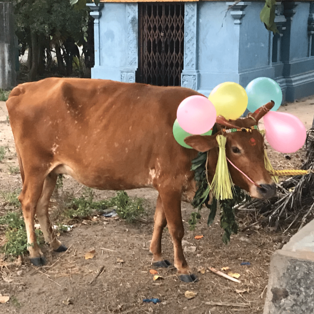 Pongal, das Erntedankfest der Tamilen