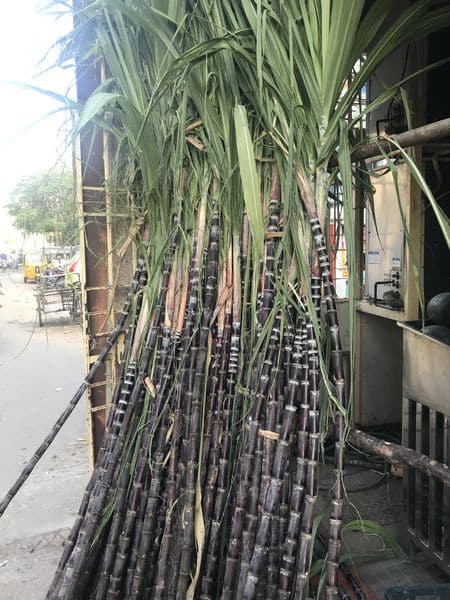 Pongal, das Erntedankfest der Tamilen