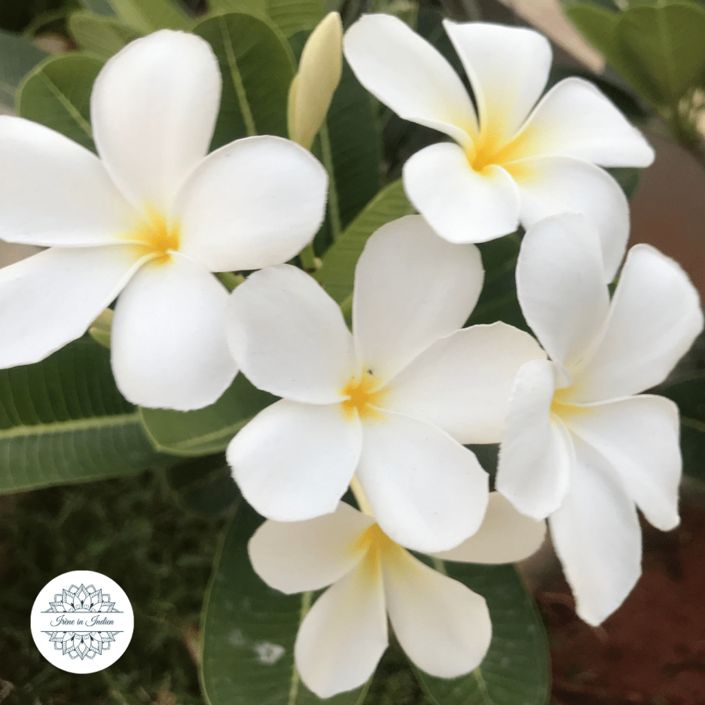 Frangipani