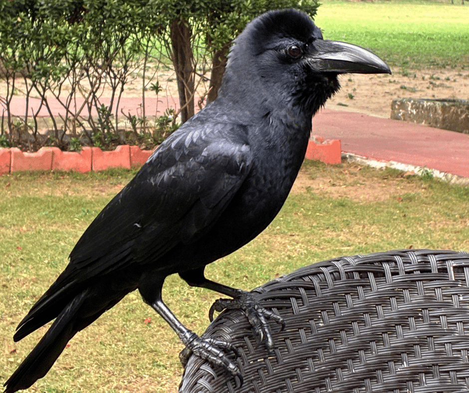 Large.Billed Crow
Krähen in Indien