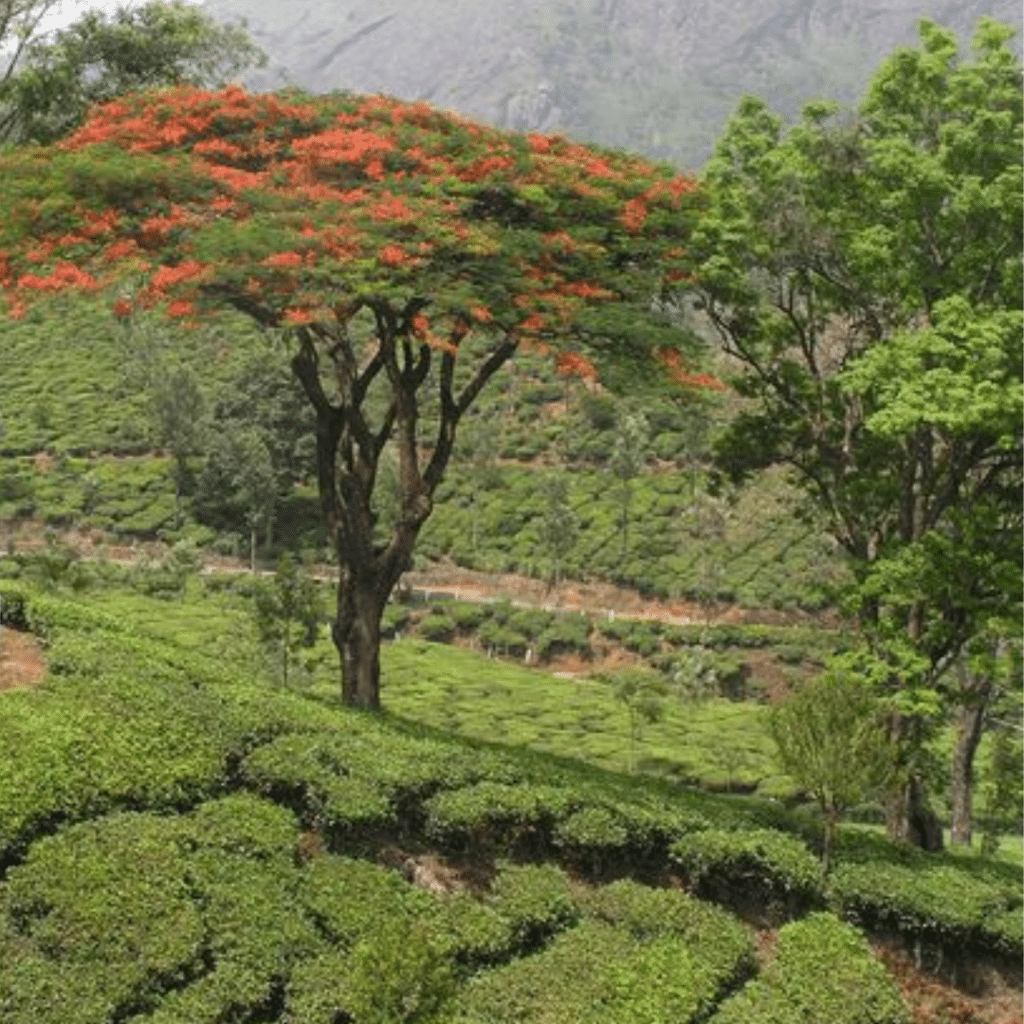 Mein Leben in Indien