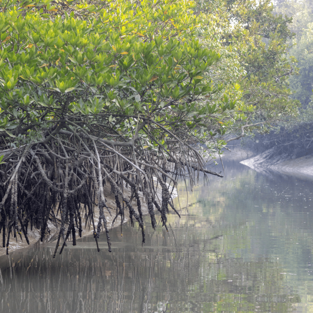 Sundarbans