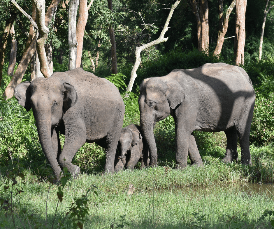 Safari in Südindien - Elefantenfamilie