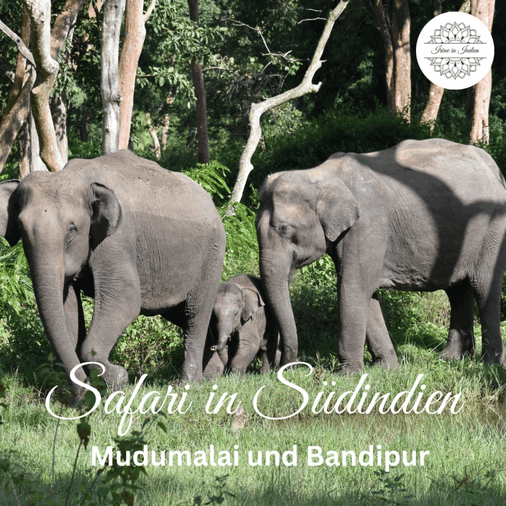 Safari in Südindien