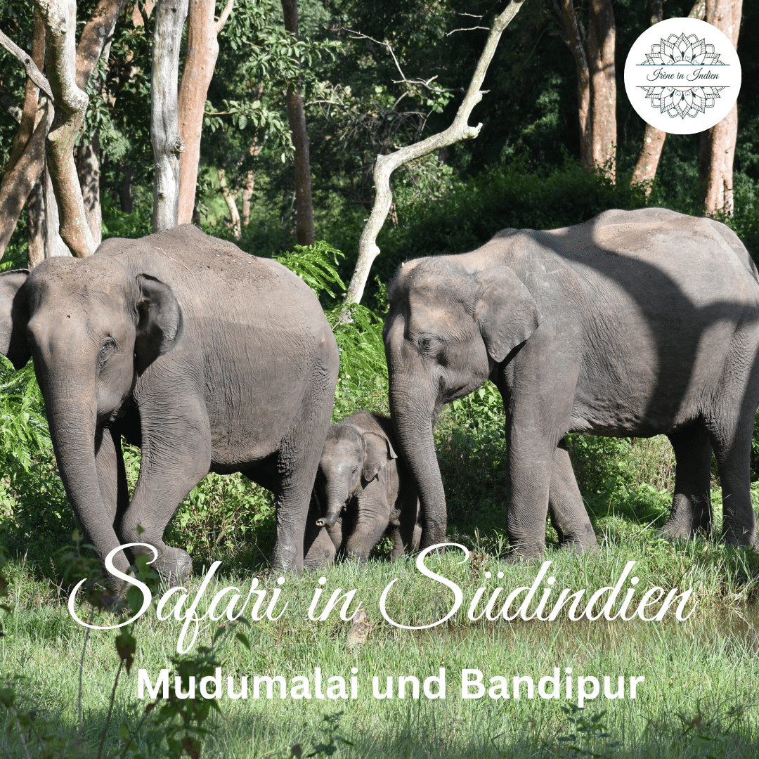 Safari in Südindien