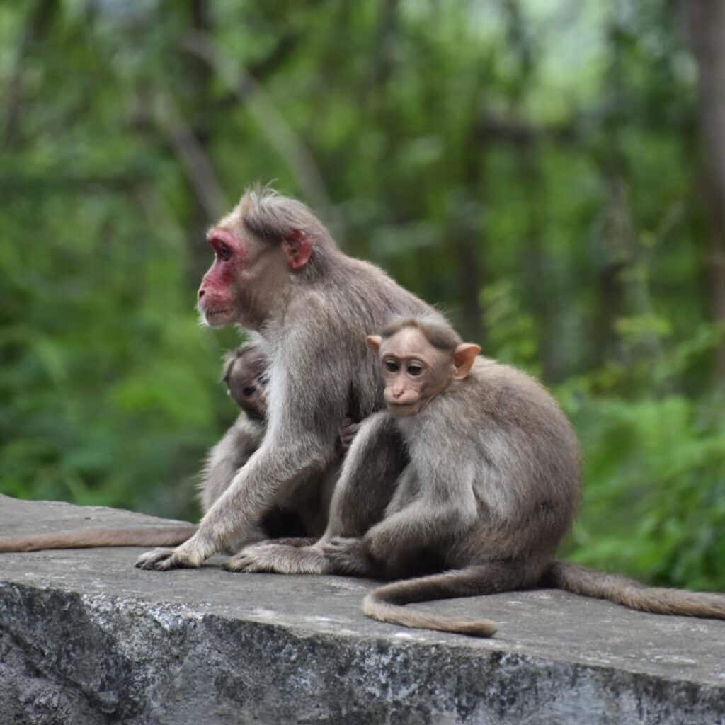 Affenfamilie auf dem Weg nach Ooty